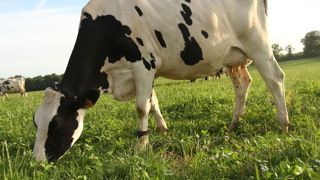 La mise à l'herbe approche, l'occasion de se pencher sur son plan de pâturage. La mise à l'herbe approche, l'occasion de se pencher sur son plan de pâturage.