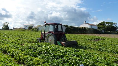 Le point sur les plantations de pommes de terre primeurs par André Minguy.