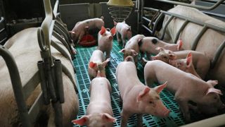 Pour fournir leurs lignes d'abattage, les opérateurs espagnols importent des porcelets et des porcs charcutiers.