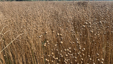 En 2024, « les conditions climatiques  ont lourdement impacté les rendements en semences de lin en France », obligeant la filière à importer des semences « de la Hongrie, de la Croatie et de l’Angleterre ».