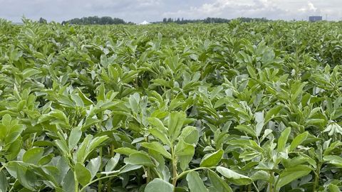 65 ha de féverole de printemps bio vont être semés en 2025 chez des adhérents d'Unéal.