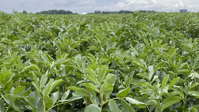 65 ha de féverole de printemps bio vont être semés en 2025 chez des adhérents d'Unéal.