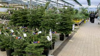 Décaler la mise en vente des sapins de Noël à partir de la fin de semaine 48 (fin novembre) permettrait de garantir la fraîcheur, d’assurer la tenue jusqu’à Noël et d’assurer une satisfaction des consommateurs. Décaler la mise en vente des sapins de Noël à partir de la fin de semaine 48 (fin novembre) permettrait de garantir la fraîcheur, d’assurer la tenue jusqu’à Noël et d’assurer une satisfaction des consommateurs.