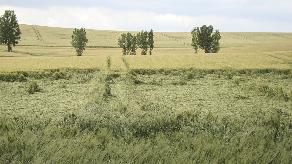 Tout savoir sur la verse des céréales.