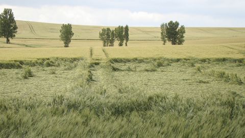 Tout savoir sur la verse des céréales.