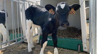 Longtemps considéré comme un "sous-produit" de l'élevage laitier, aujourd'hui le veau est bien mieux valorisé.