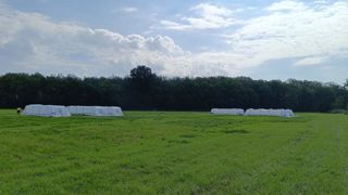 À La Jaillière, dans la Loire-Atlantique, les cadres d'irrigation des essais ont été recouverts de voilage pour limiter la dérive. À La Jaillière, dans la Loire-Atlantique, les cadres d'irrigation des essais ont été recouverts de voilage pour limiter la dérive.