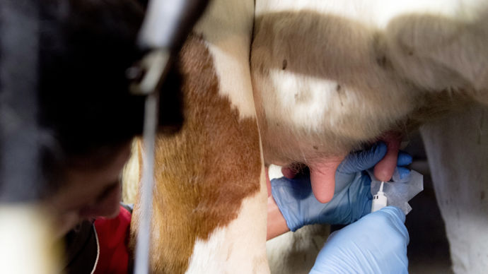 Les infections de la mamelle restent la première pathologie des élevages laitiers.