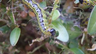 Les chenilles de la pyrale du buis sont particulièrement voraces et se nourrissent exclusivement des feuilles du buis.