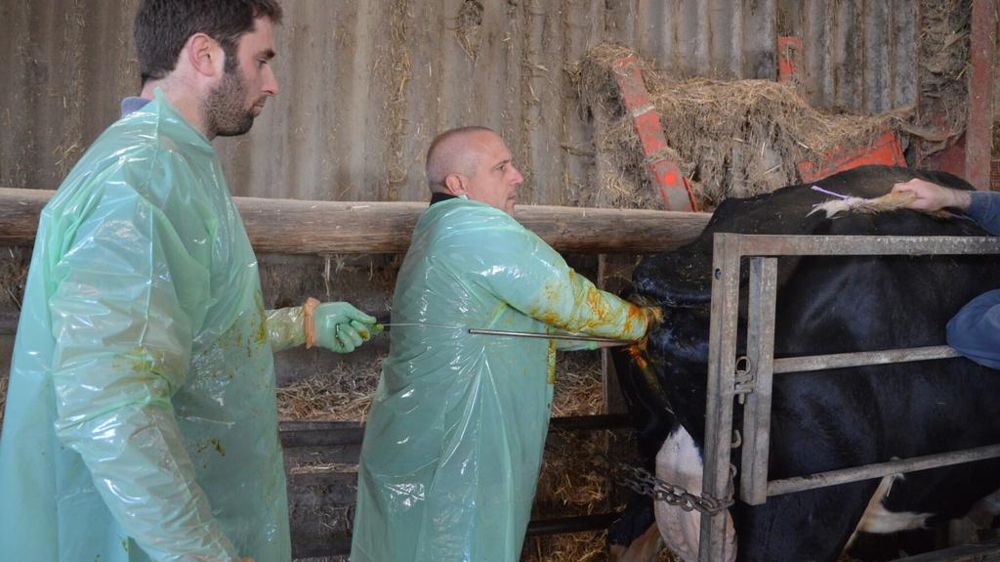 Stérilisation d'une vache laitière par le vétérinaire