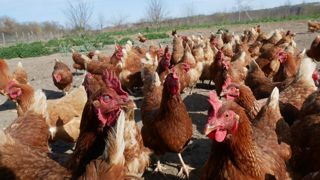 L’objectif de la préfecture du Gers était d’étudier l’alimentation des renards pour, notamment, mesurer leur impact sur les élevages. (Photo d'illustration)