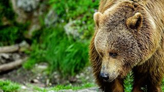 En 2024, au moins 96 ours ont été détectés sur l'ensemble du massif des Pyrénées, dont 22 oursons nés sur l'année, selon l'OFB. En 2024, au moins 96 ours ont été détectés sur l'ensemble du massif des Pyrénées, dont 22 oursons nés sur l'année, selon l'OFB.