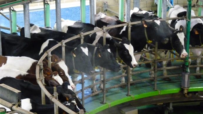 Vaches laitières dans un manège à traire