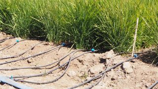 Consommation d'eau et émissions de méthanes sont réduites avec cette variété de riz.