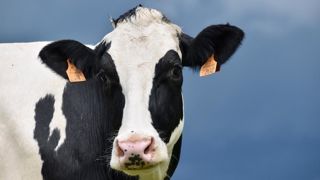 Parmi les grands pays d'élevage, seule la Roumanie est parvenue à maintenir son troupeau. Parmi les grands pays d'élevage, seule la Roumanie est parvenue à maintenir son troupeau.