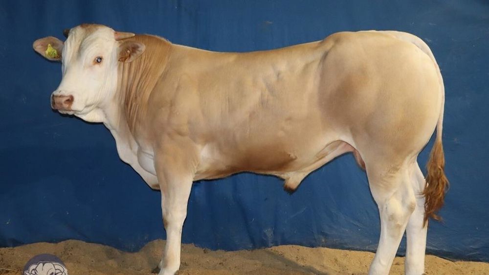 Vamos jeune reproducteur Blond