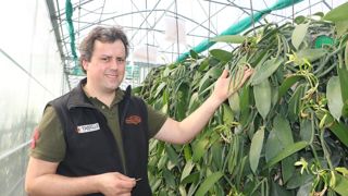 Pierre Guyomar, maraîcher à Camlez, a planté 5 000 plants de vanille dans une ancienne serre.
