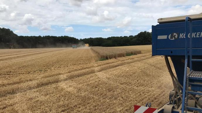 Semis d'un mélange multi-espèce fin juillet juste après moisson : 40 kg/ha à base de moutarde d’Abyssinie, radis chinois, phacélie, trèfles de Perse et d’Alexandrie, vesce du Bengale, tournesol, sorgho.