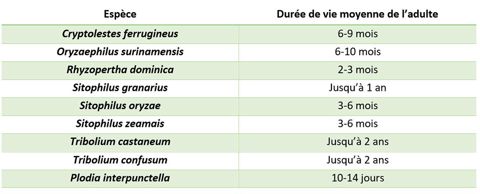 Durée de vie du stade adulte chez différentes espèces déprédatrices des grains stockés