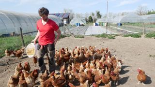Alban Réveille, maraîcher bio à Cazères (Haute-Garonne), a installé un poulailler à proximité de ses parcelles il y a huit ans.