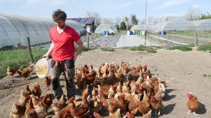« Je bénéficie de la synergie entre maraîchage et poules pondeuses »