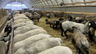 La production ovine française a continué de baisser au début de l'année 2025. La production ovine française a continué de baisser au début de l'année 2025.