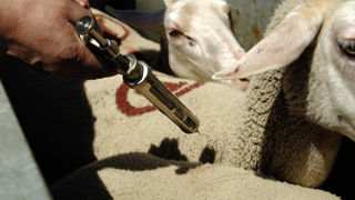 Le ministère de l'Agriculture a commandé 7 millions de doses de vaccin contre la FCO-8 pour les cheptels ovins en France. Ils seront disponibles dès cet été. Le ministère de l'Agriculture a commandé 7 millions de doses de vaccin contre la FCO-8 pour les cheptels ovins en France. Ils seront disponibles dès cet été.