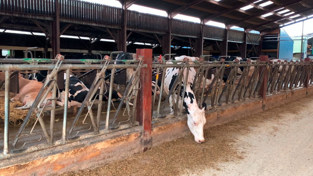 Vaches laitières en stabulation