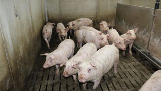 L’ammoniac en porcherie a aussi un effet sur la santé des animaux.