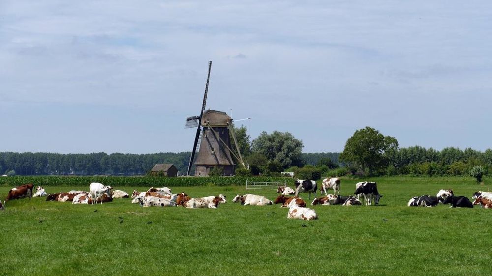 Vaches laitières aux Pays-Bas