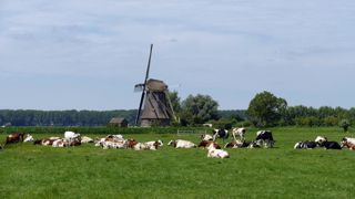 Les Pays-Bas sont fortement impactés par la réglementation environnementale avec un objectif de réduire de 50 % les émissions d'azote organique. Les Pays-Bas sont fortement impactés par la réglementation environnementale avec un objectif de réduire de 50 % les émissions d'azote organique.