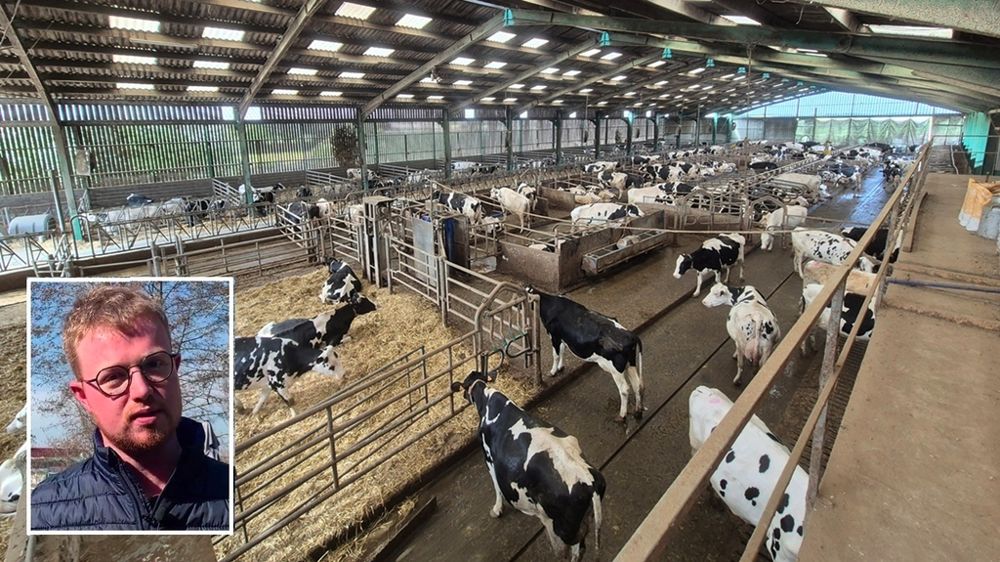 Stabulation des vaches chez Lucas Septier jeune éleveur dans la Somme Stabulation des vaches chez Lucas Septier jeune éleveur dans la Somme