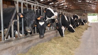 Si des compléments existent pour réduire les émissions de méthane des vaches, quid de leur acceptabilité par les éleveurs ? Et les consommateurs ?