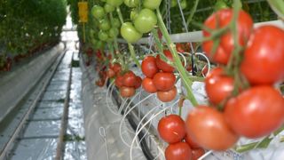 Les coopératives du secteur des fruits et légumes demandent notamment un fléchage d'une partie des aides de la prochaine Pac vers leur secteur.