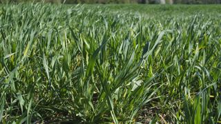 Au 7 avril 2025, Céré’Obs estimait que 72 % de l’orge d’hiver était en conditions « bonnes à très bonnes » (contre 67 % à cette date en 2024).