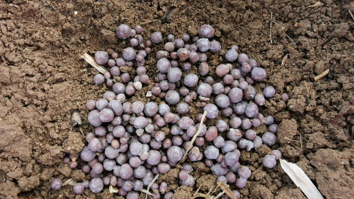L’Union européenne appelée à accélérer le mouvement sur le biocontrôle