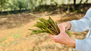 A priori comestible, l'asperge des bois peut provoquer de graves intoxications. A priori comestible, l'asperge des bois peut provoquer de graves intoxications.
