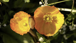 Le pavot d’Islande (Papaver nudicaule) est une plante vivace, résistante au froid et capable de s'épanouir dans des sols pauvres. Le pavot d’Islande (Papaver nudicaule) est une plante vivace, résistante au froid et capable de s'épanouir dans des sols pauvres.