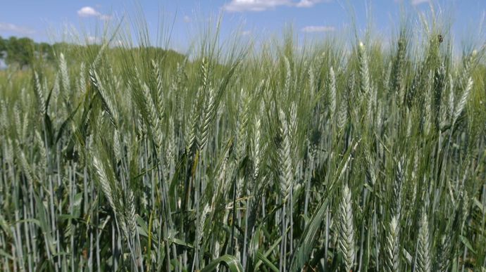 La sole de blé dur au plus bas depuis 1993