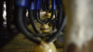 Si le prix du lait conventionnel se situe désormais juste au-dessus des 500 €/1 000 litres, le volume de la collecte continue de baisser.