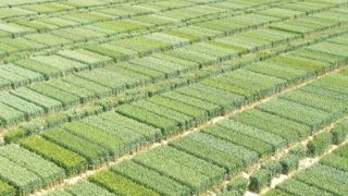 Valoriser les données des obtenteurs est une des recommandations « pour identifier des comportements variétaux intéressants » face au changement climatique.