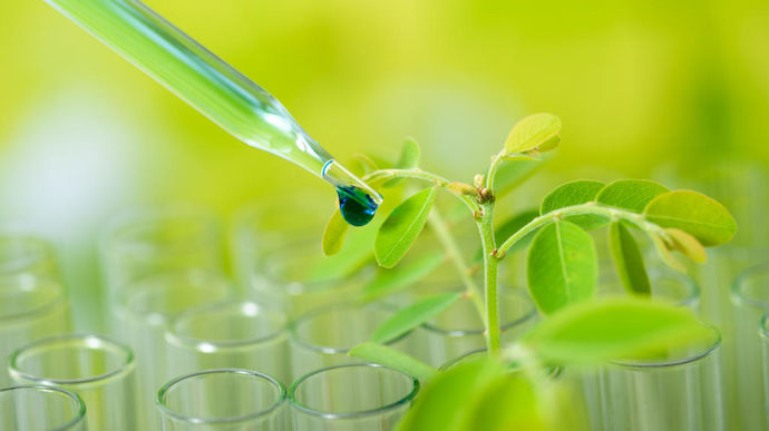 Les variétés rendues tolérantes aux herbicides hors de la réglementation OGM
