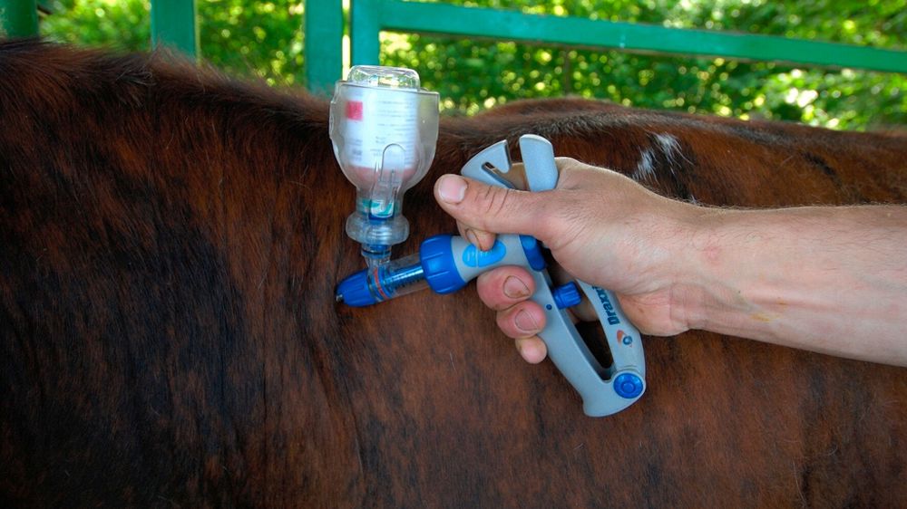 Vaccination d'un bovin contre la FCO