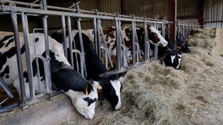 L'espace à l'auge est crucial dans l'alimentation des vaches gestantes. Il faut prévoir une marge 120 %, soit 12 cornadis pour 10 vaches. L'espace à l'auge est crucial dans l'alimentation des vaches gestantes. Il faut prévoir une marge 120 %, soit 12 cornadis pour 10 vaches.