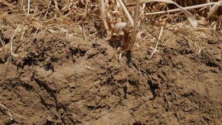 Les chercheurs ont compilé les résultats de près de 800 000 analyses de sols.