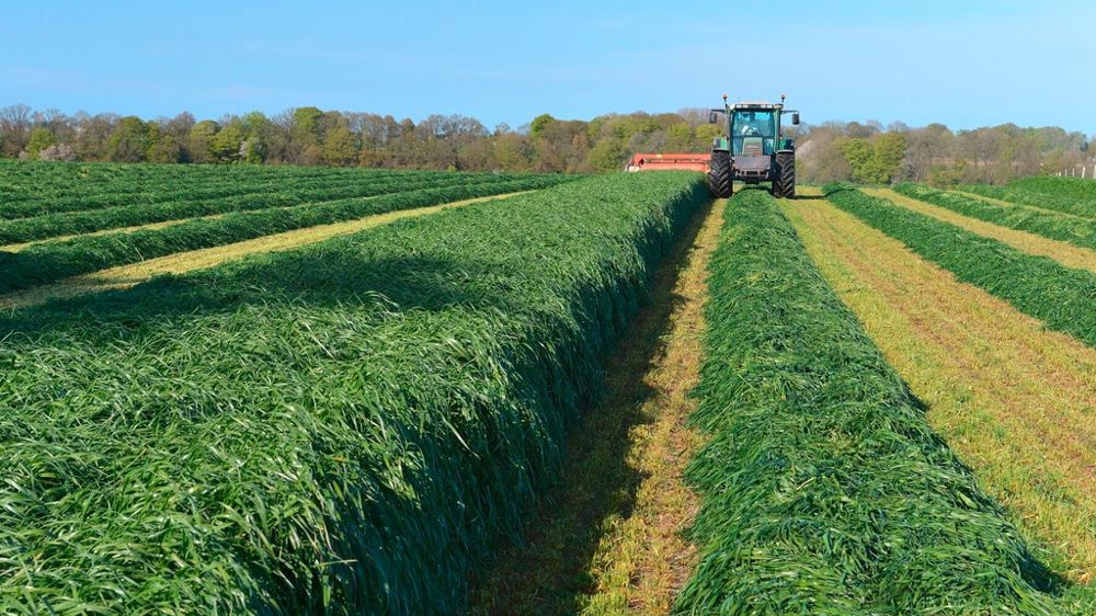 Fauche de ray-grass d'Italie. Fauche de ray-grass d'Italie.