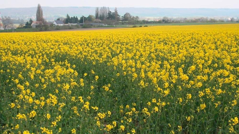 Champ de colza en fleurs