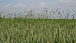 L'ouil Odessa est validé pour l’instant sur vulpin, ray-grass, chénopode, gaillet et renouée liseron.