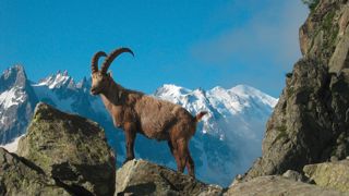 La préfecture de la Haute-Savoie a autorisé le tir sélectif de vingt bouquetins non marqués d’ici au 15 juin pour surveiller la présence de la brucellose dans le massif du Bargy. La préfecture de la Haute-Savoie a autorisé le tir sélectif de vingt bouquetins non marqués d’ici au 15 juin pour surveiller la présence de la brucellose dans le massif du Bargy.