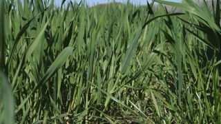 Au nord-est de l'Europe, « des pluies supplémentaires sont désormais indispensables pour éviter toute baisse des rendements attendus », prévient la Commission européenne le 22 avril 2025.